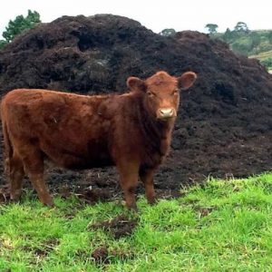 Cow-manure-to-improve-your-soil