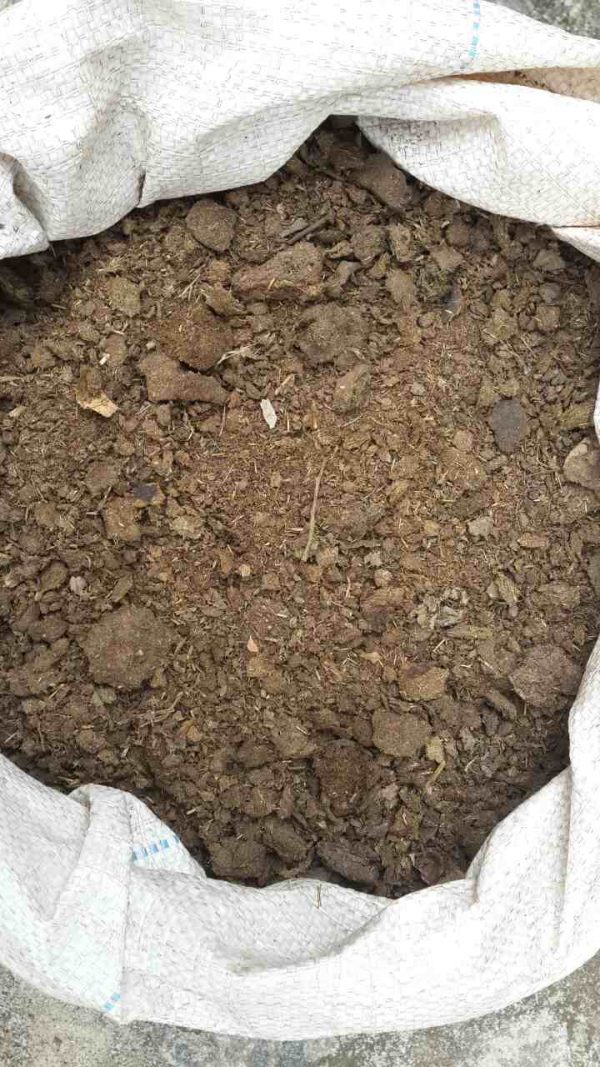 Cow-dungs2-600×1067