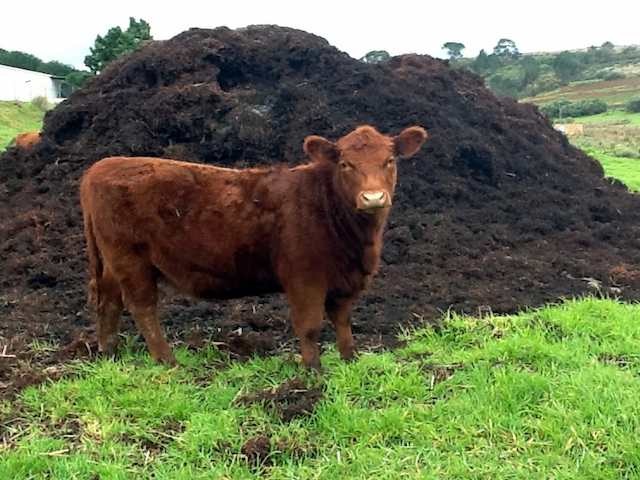 Cow-manure-to-improve-your-soil